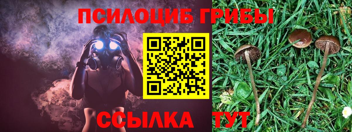 Псилоцибиновые грибы Cubensis Кыштым